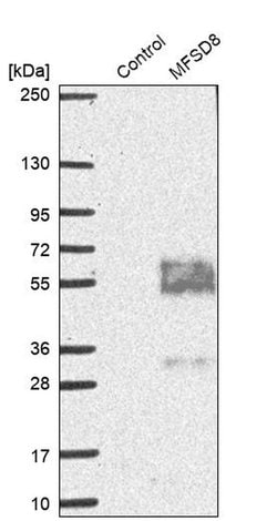 Invitrogen MFSD8 Polyclonal Antibody 100 &mu;L; Unconjugated:Antibodies,