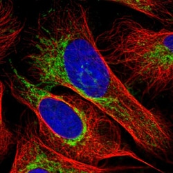 Invitrogen OCIAD1 Polyclonal Antibody 100 &mu;L; Unconjugated:Antibodies,