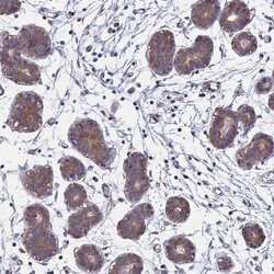 Invitrogen FAM25A Polyclonal Antibody 100 &mu;L; Unconjugated:Antibodies,