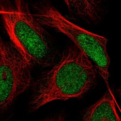 Invitrogen SH3RF3 Polyclonal Antibody 100 &mu;L; Unconjugated:Antibodies,