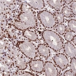 Invitrogen SH3RF3 Polyclonal Antibody 100 &mu;L; Unconjugated:Antibodies,