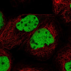Invitrogen U2AF1 Polyclonal Antibody 100 &mu;L; Unconjugated:Antibodies,