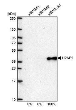 Invitrogen U2AF1 Polyclonal Antibody 100 &mu;L; Unconjugated:Antibodies,