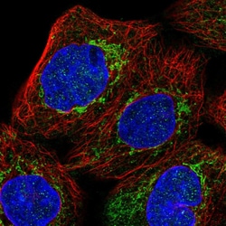 Invitrogen MGST1 Polyclonal Antibody 100 &mu;L; Unconjugated:Antibodies,