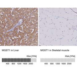 Invitrogen MGST1 Polyclonal Antibody 100 &mu;L; Unconjugated:Antibodies,