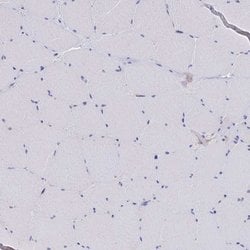 Invitrogen MGST1 Polyclonal Antibody 100 &mu;L; Unconjugated:Antibodies,