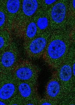 Invitrogen DNPEP Polyclonal Antibody 100 &mu;L; Unconjugated:Antibodies,