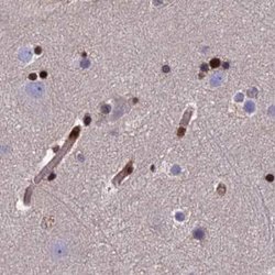 Invitrogen DNPEP Polyclonal Antibody 100 &mu;L; Unconjugated:Antibodies,