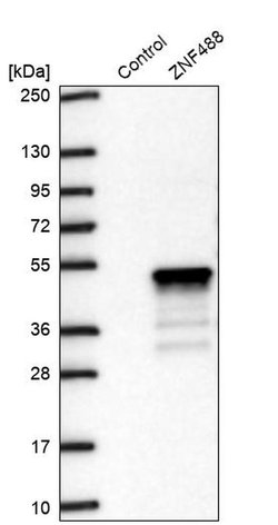 Invitrogen ZNF488 Polyclonal Antibody 100 &mu;L | Buy Online | Invitrogen&trade; | Fisher Scientific