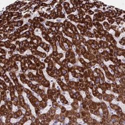 Invitrogen C11orf74 Polyclonal Antibody 100 &mu;L; Unconjugated:Antibodies,
