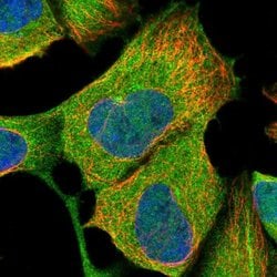 Invitrogen C11orf74 Polyclonal Antibody 100 &mu;L; Unconjugated:Antibodies,