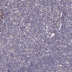 Invitrogen IA-6 Polyclonal Antibody 100 &mu;L; Unconjugated:Antibodies,