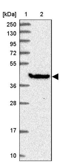 Invitrogen GIMAP1 Polyclonal Antibody 100 &mu;L; Unconjugated:Antibodies,