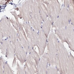 Invitrogen MTERF Polyclonal Antibody 100 &mu;L; Unconjugated:Antibodies,