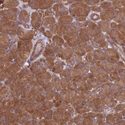 Invitrogen Dynactin 3 Polyclonal Antibody 100 &mu;L; Unconjugated:Antibodies,