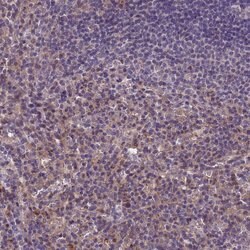 TOR4A Polyclonal Antibody, Invitrogen 100 &mu;L; Unconjugated:Antibodies,