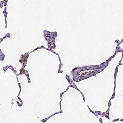 TOR4A Polyclonal Antibody, Invitrogen 100 &mu;L; Unconjugated:Antibodies,