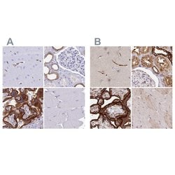 Invitrogen COBLL1 Polyclonal Antibody 100 &mu;L; Unconjugated:Antibodies,