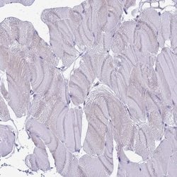 Invitrogen COBLL1 Polyclonal Antibody 100 &mu;L; Unconjugated:Antibodies,