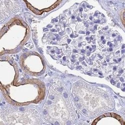 Invitrogen COBLL1 Polyclonal Antibody 100 &mu;L; Unconjugated:Antibodies,