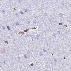 Invitrogen COBLL1 Polyclonal Antibody 100 &mu;L; Unconjugated:Antibodies,