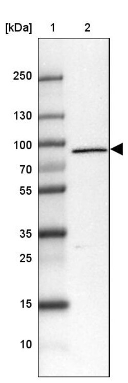 Invitrogen LZTS2 Polyclonal Antibody 100 &mu;L; Unconjugated:Antibodies,