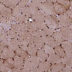 Invitrogen TCEA3 Polyclonal Antibody 100 &mu;L; Unconjugated:Antibodies,