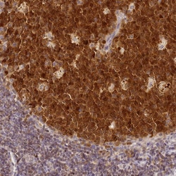 Invitrogen HMCES Polyclonal Antibody 100 &mu;L; Unconjugated:Antibodies,