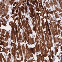 Invitrogen CtBP2 Polyclonal Antibody 100 &mu;L; Unconjugated:Antibodies,