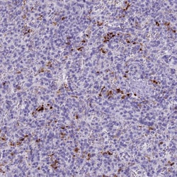 Invitrogen RNASE2 Polyclonal Antibody 100 &mu;L; Unconjugated:Antibodies,