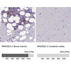 Invitrogen RNASE2 Polyclonal Antibody 100 &mu;L; Unconjugated:Antibodies,