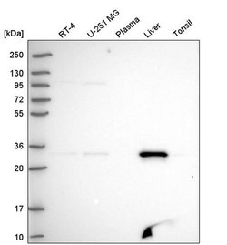 Invitrogen FAHD2A Polyclonal Antibody 100 &mu;L; Unconjugated:Antibodies,