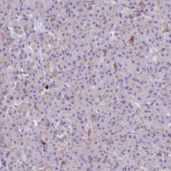 Invitrogen HLA-DOA Polyclonal Antibody 100 &mu;L; Unconjugated:Antibodies,