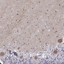 Invitrogen EIF4E1B Polyclonal Antibody 100 &mu;L; Unconjugated:Antibodies,