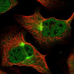 Invitrogen ZNF619 Polyclonal Antibody 100 &mu;L; Unconjugated:Antibodies,