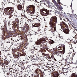 Invitrogen BEX4 Polyclonal Antibody 100 &mu;L; Unconjugated:Antibodies,
