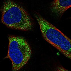 Invitrogen C7orf28A Polyclonal Antibody 100 &mu;L; Unconjugated:Antibodies,