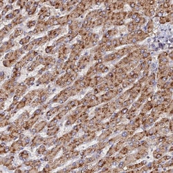 Invitrogen C7orf28A Polyclonal Antibody 100 &mu;L; Unconjugated:Antibodies,