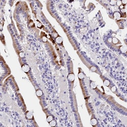 Invitrogen MS4A18 Polyclonal Antibody 100 &mu;L; Unconjugated:Antibodies,