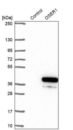 Invitrogen OSER1 Polyclonal Antibody 100 &mu;L; Unconjugated:Antibodies,