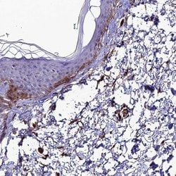 Invitrogen ALDH3B2 Polyclonal Antibody 100 &mu;L; Unconjugated:Antibodies,