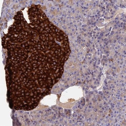 Invitrogen VAT1 Polyclonal Antibody 100 &mu;L; Unconjugated:Antibodies,