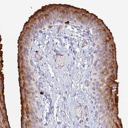 Invitrogen VAT1 Polyclonal Antibody 100 &mu;L; Unconjugated:Antibodies,