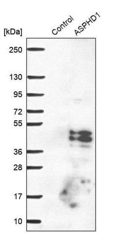 Invitrogen ASPHD1 Polyclonal Antibody 100 &mu;L; Unconjugated:Antibodies,