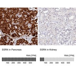Invitrogen SSR4 Polyclonal Antibody 100 &mu;L; Unconjugated:Antibodies,