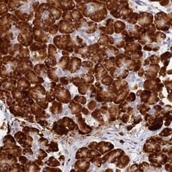 Invitrogen SSR4 Polyclonal Antibody 100 &mu;L; Unconjugated:Antibodies,