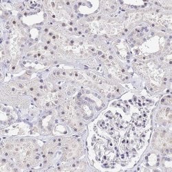 Invitrogen SSR4 Polyclonal Antibody 100 &mu;L; Unconjugated:Antibodies,