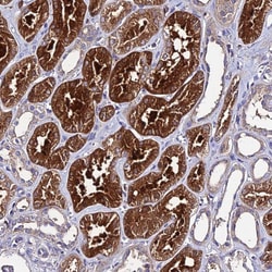 C2orf69 Polyclonal Antibody:Antibodies, Polyclonal
