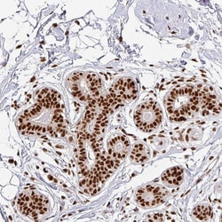 Invitrogen SIK3 Polyclonal Antibody 100 &mu;L; Unconjugated:Antibodies,