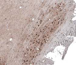 Invitrogen SCRT1 Polyclonal Antibody 100 &mu;L; Unconjugated:Antibodies,